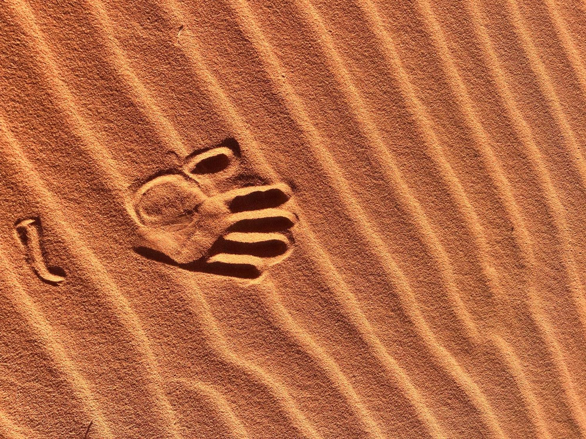 Wadi Trip Wadi Rum